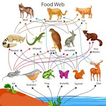 Biology: Food Chain: Level 2 activity for kids | PrimaryLeap.co.uk