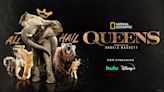 In ‘Queens,’ National Geographic’s Emmy-Contending Documentary Series, Female Leaders Rule The Natural World