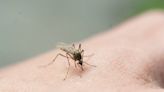 West Nile virus shows up in Sedgwick County; how to reduce your risk of getting it