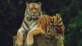 International Tiger Day 2024: Know Date, Significance And Why It Is Celebrated
