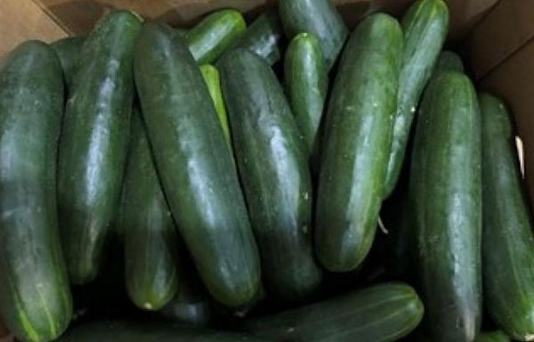 Untreated water tied to salmonella outbreak in cucumbers that sickened 450 people in US