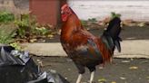 Possible cockfighting roosters seized in Lancaster County, woman charged