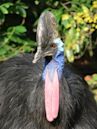 Cassowary