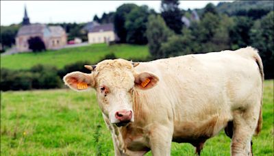 中英對照讀新聞》Bull that escaped from Illinois farm lassoed after hours on the run從伊利諾州農場逃脫的公牛奔跑數小時後被套索捉到