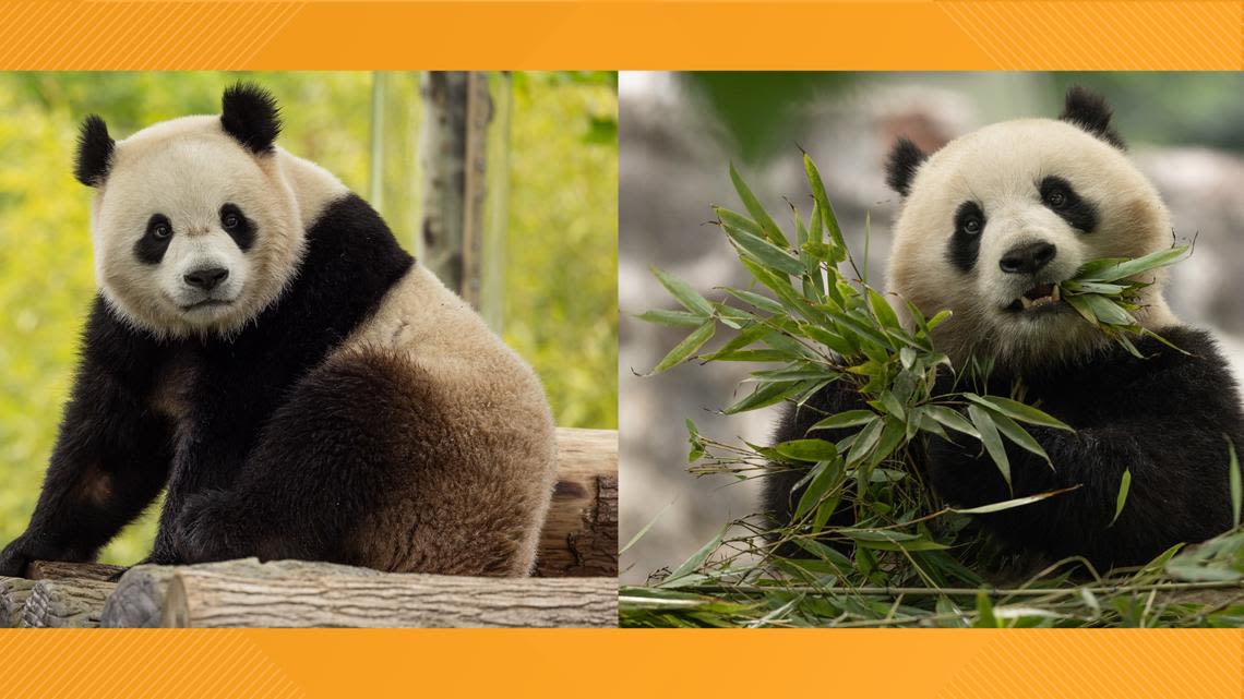 Giant pandas coming back to DC