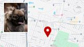 Group Steals Dog For Ransom In Elmont: Police