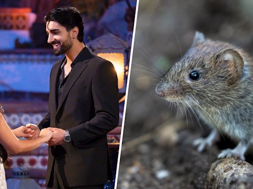 Eagle-eye fans spot multiple rats in 'Bachelorette' premiere. Yes, really