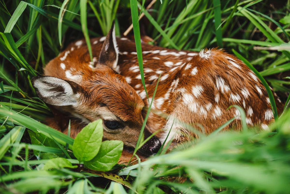 Hey, Jersey, Here's Best Advice About That Baby Deer in Your Yard