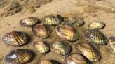 Six Central Texas freshwater mussels deemed endangered due to climate change, urbanization