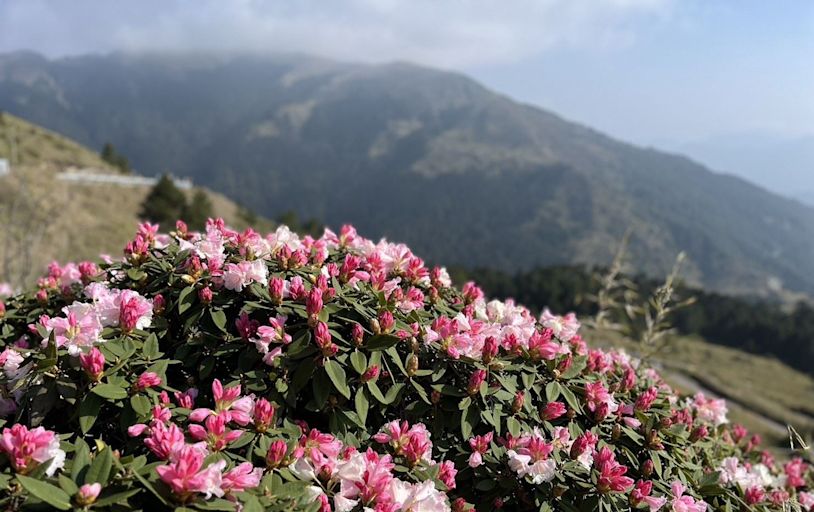 合歡山主峰步道封閉 花季賞花改往其他路線