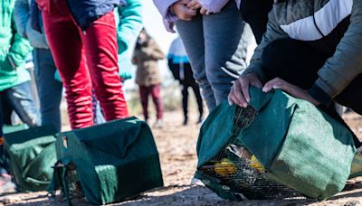 Aves rescatadas de la caza furtiva fueron liberadas en el humedal Ramsar de Desaguadero