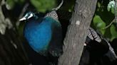 Escaped Peacock Returns to Bronx Zoo Hours After Biting Man on the Street: 'I Thought I Was High'