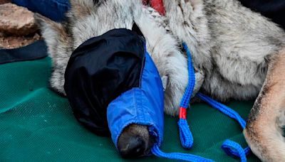 Wandering wolf of the Southwest confined through 2025 breeding season in hopes of producing pups