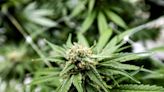 US Agency Recommends Reclassifying Marijuana as Less Dangerous Drug