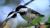 Outdoors column: Discovering nesting birds can be worrisome, but rewarding