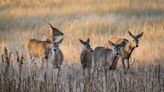 What is chronic wasting disease? A wildlife scientist explains the fatal prion infection killing deer and elk across North America