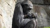鼻酸畫面曝！黑猩猩媽媽痛失愛子 緊抱冰冷屍身長達3個月