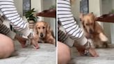 Golden Retriever Absolutely Enthralled By Owner Shuffling A Deck Of Cards