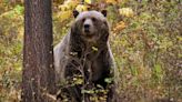 A man kills a grizzly bear in Montana after it attacks while he is picking berries