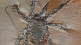 Encontraron fosilizada una araña de hace 308 millones de años que tenía patas espinosas