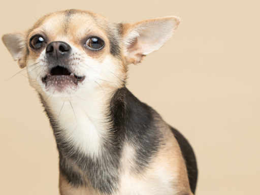 Woman’s Sweet Song for Her Chihuahua Turns Into Adorable Duet