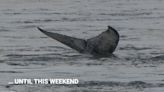 Humpback Whale Spotted In St. Lawrence River
