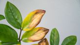 What Causes Leaf Scorching? How to Save Your Houseplants From This Common Problem