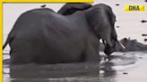 Viral video: Mother elephant fends off hippo to save calf in dramatic wildlife encounter, watch