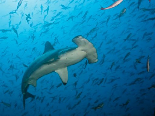 Several shark species are facing extinction. Here’s how you can help