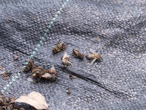 蜂蟹螨攻擊 蜂群集體消失？