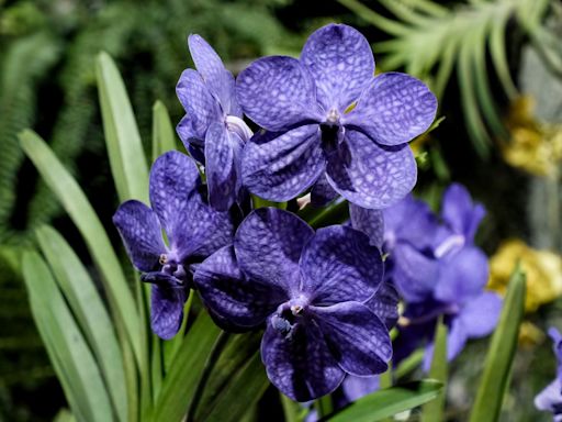 Cómo cuidar tu orquídea Vanda para que crezca feliz y florezca sin parar