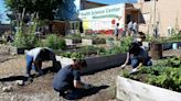 We Mean Green: A look at UNT’s conservation efforts