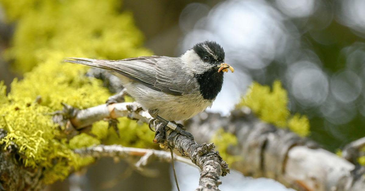 Bird brains: Nevada researcher studies chickadees' memories