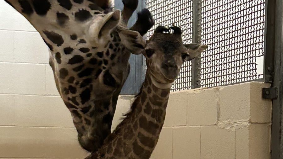 Louisville Zoo celebrates first giraffe birth in 12 years