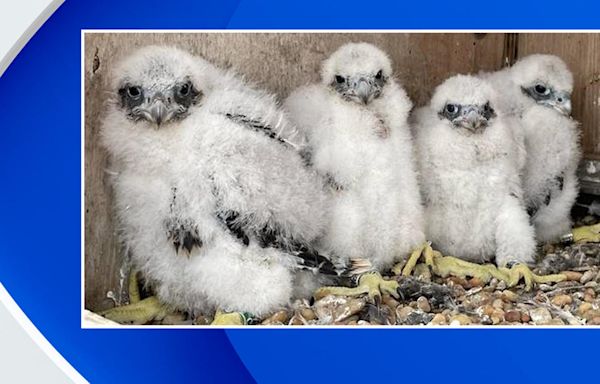 Peregrine falcon chicks on top of Gov. Cuomo Bridge now have names. Meet "Beakoncé" and her siblings