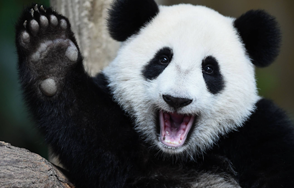 Washington DC’s National Zoo Set to Get Two Pandas by the End of the Year