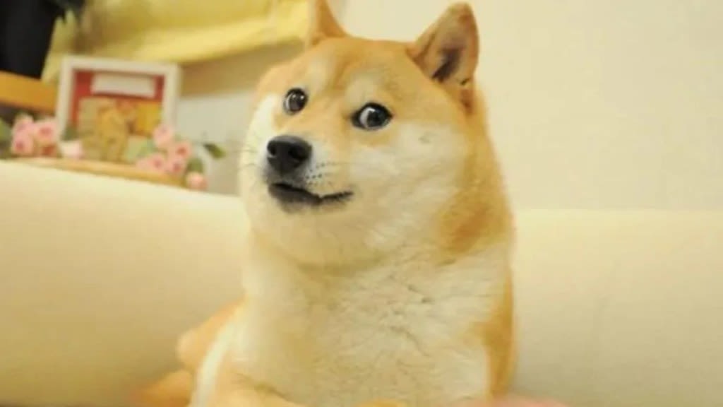 Kabosu, the Beloved Viral Shiba Inu and Face of ‘Doge’ Meme, Dies at 18