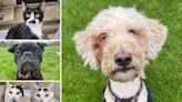 5 pets from RSPCA Brighton who are searching for their forever homes