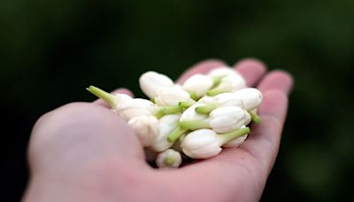 島嶼上的花寶｜探訪屏東鹽埔「花滿蹊農場」，採有機花朵、手作浸泡油，享受芬芳療癒 - 郭銘哲 / 島嶼晃遊者 - 微笑台灣 - 用深度旅遊體驗鄉鎮魅力