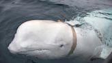 'Russian spy' whale was shot dead: animal rights groups