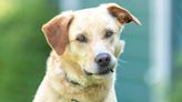 California Animal Control Officer's Meeting with Stray Golden Retriever Is Melting Hearts