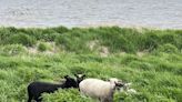 Port of Green Bay hires sheep to “mow” the lawn on Renard Island
