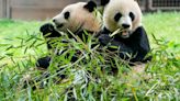 2 new giant pandas are returning to Washington’s National Zoo from China by the end of the year