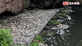 竹東生態河濱公園魚群暴斃 環保局追原因 - 自由電子報影音頻道