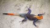 Florida is the ‘Ellis Island of exotic animals.’ What are these creatures in your yard?