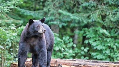 New bear-related rules in effect for Minnesota's Boundary Waters Canoe Area Wilderness - Outdoor News