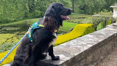 Abandoned Six-Legged ‘Mermaid’ Dog Adopted by Surf Instructors for People with Disabilities