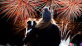 Bonfire Night: How to keep your dog and cat safe, according to experts