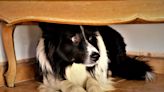 Is your dog scared of storms? Holistic treatments could be the answer