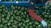 U.S. avocado demand drives mass deforestation in Mexico